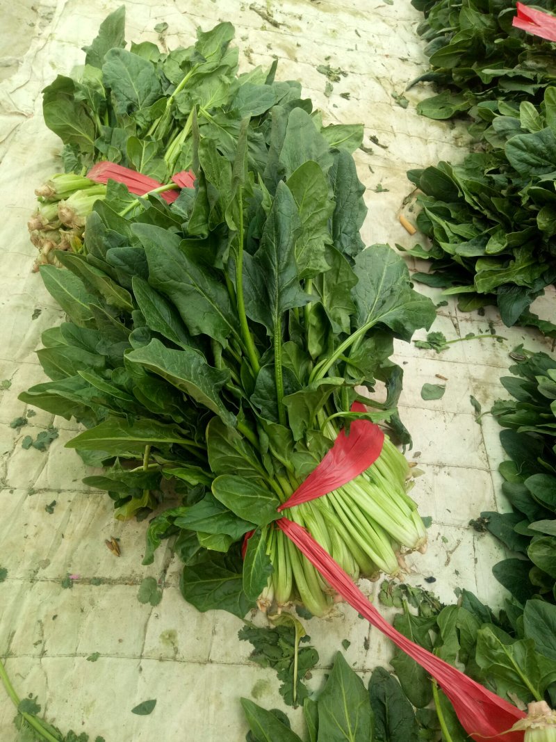 精品菠菜