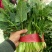精品菠菜