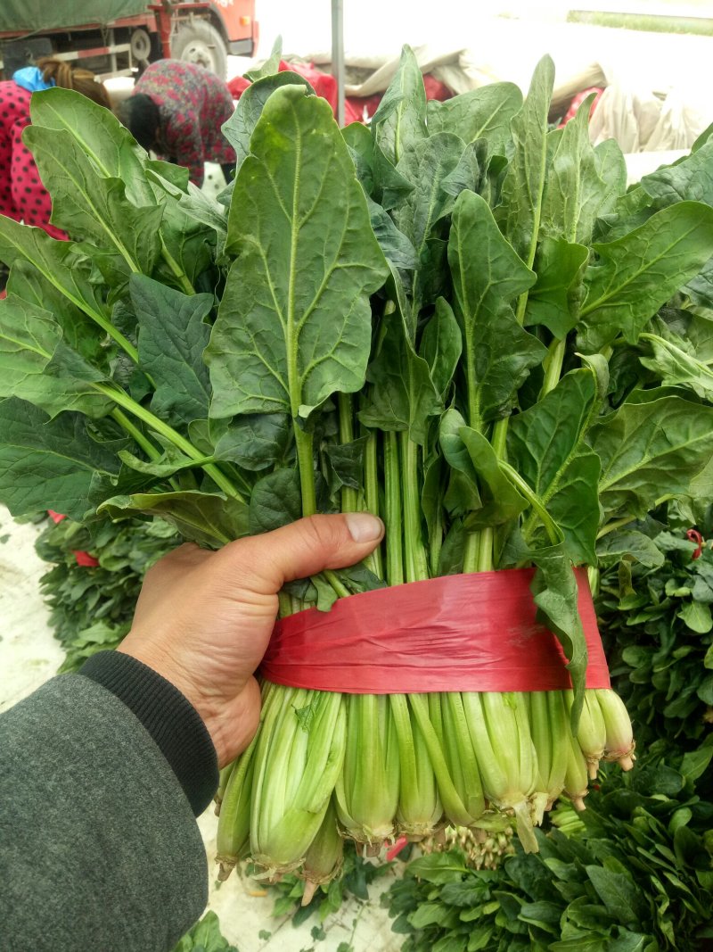 精品菠菜