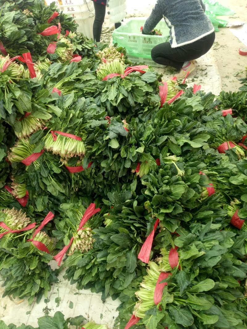 精品菠菜