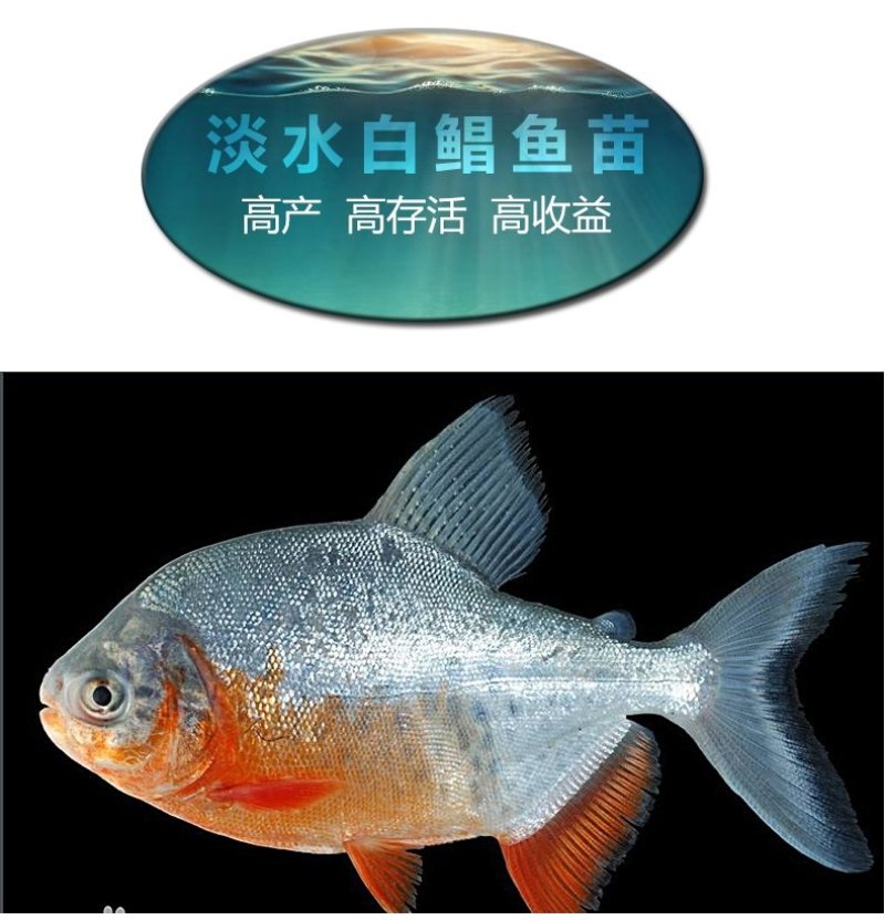 鲳鱼鱼苗淡水白鲳鱼苗红鲳鱼苗产地直供