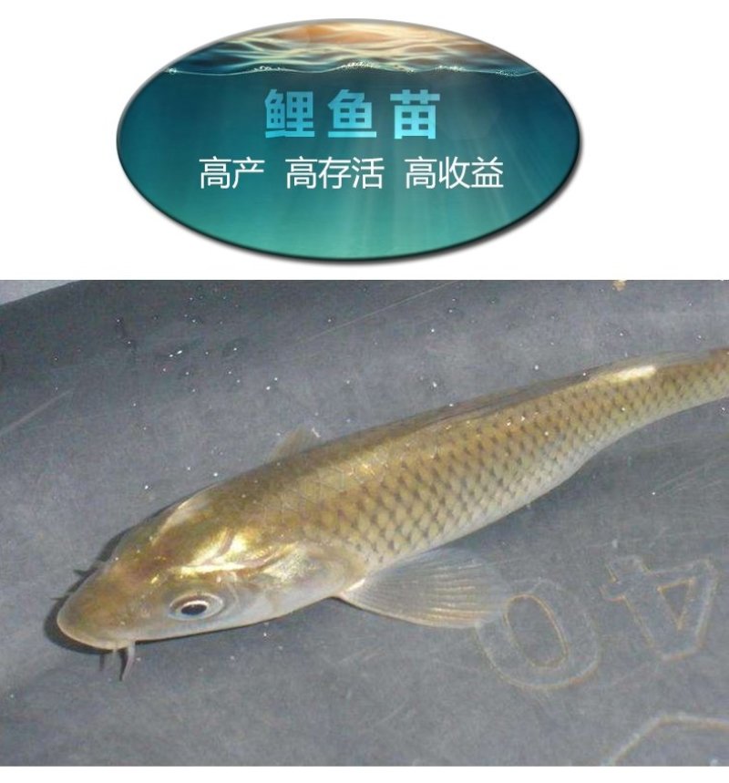 鲤鱼鱼苗建鲤鱼苗禾花鲤鱼苗产地直销价格优惠
