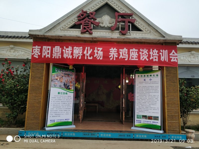 绿壳蛋鸡苗青脚黄麻羽绿壳蛋鸡苗