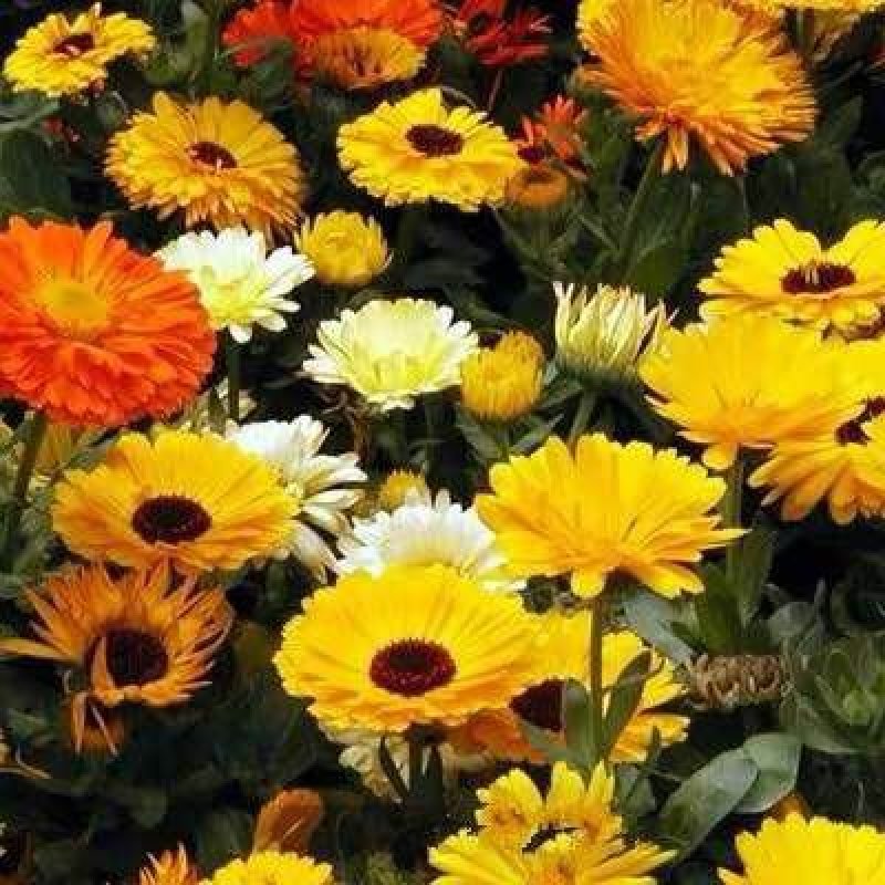 金盏菊种子四季花种子四季花海种子新种高发芽率包邮
