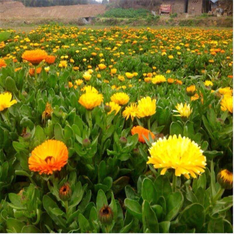 金盏菊种子四季花种子四季花海种子新种高发芽率包邮