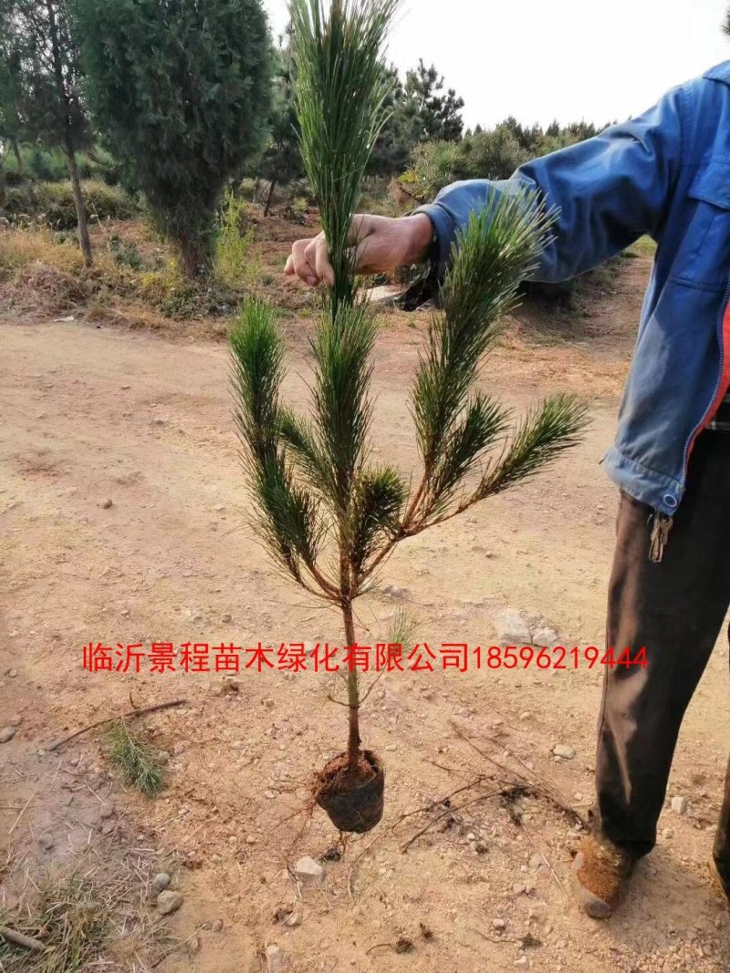黑松50cm