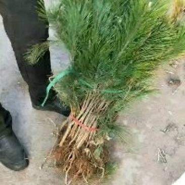 黑松50cm