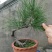 黑松50cm