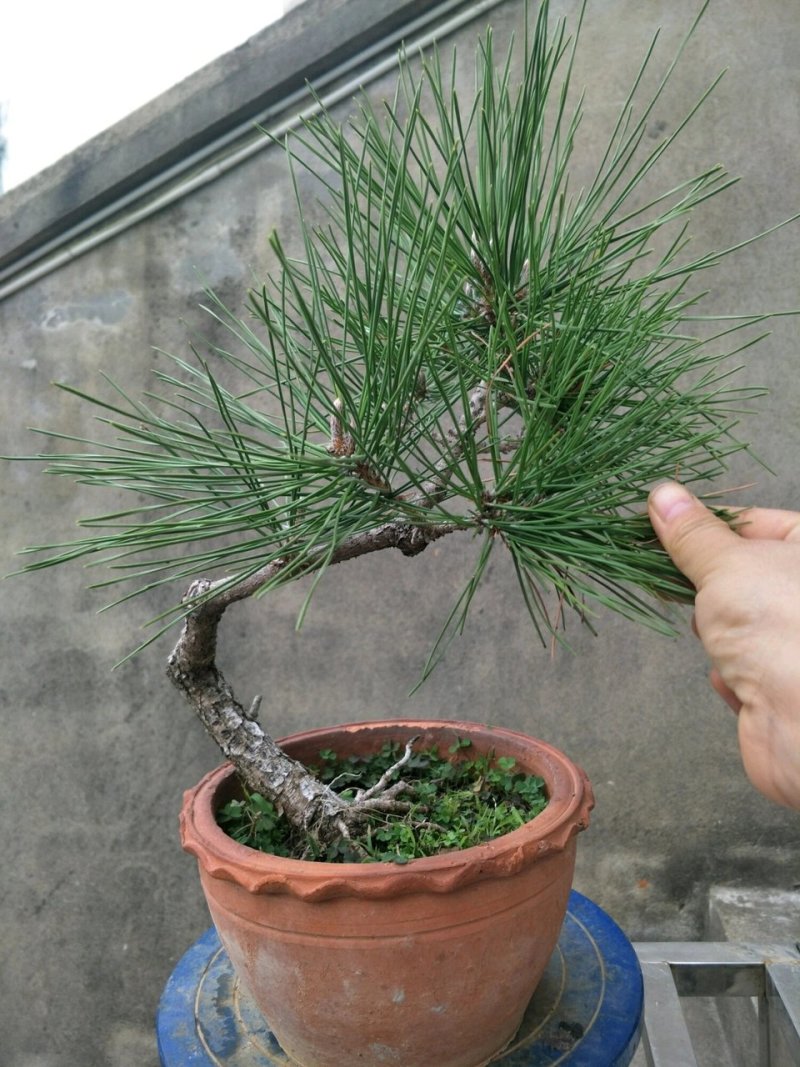 黑松50cm