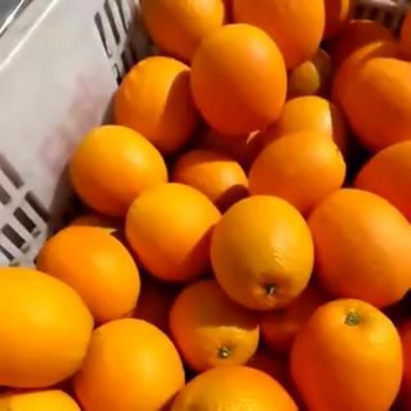 优质伦晚脐橙大量上市，精品货源，产地发货，欢迎采购