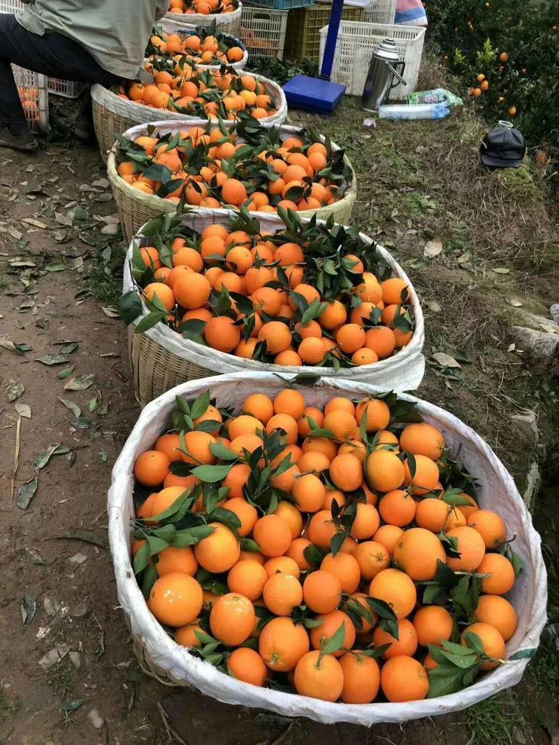 优质伦晚脐橙大量上市，精品货源，产地发货，欢迎采购