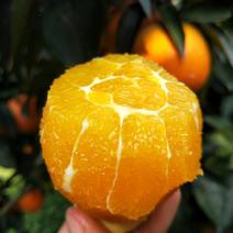 10000亩夏橙大量上市售中，销售中，精品货源欢迎定购