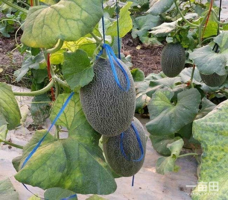 东方蜜1号，红心脆梨。西州蜜。快上市了，欢迎新老客户咨询
