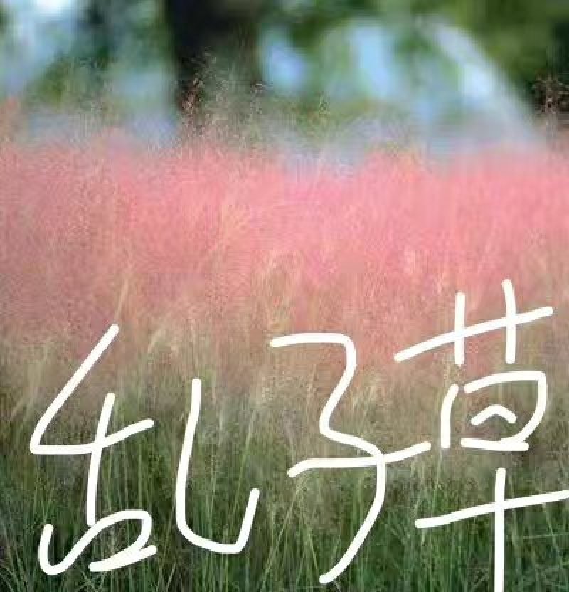 粉黛乱子草！农户价（数量足，价格优.质量好）欢迎各位老板