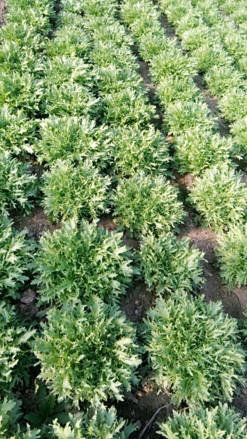苦菊