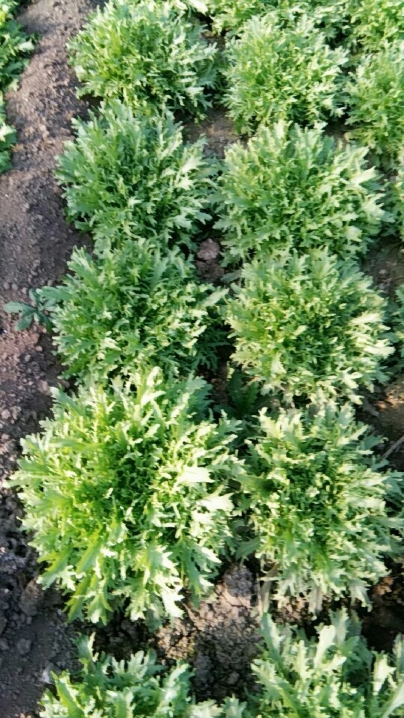 苦菊