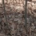 一年生新疆杨新疆杨树苗产地专业走货团队走货省心