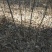 一年生新疆杨新疆杨树苗产地专业走货团队走货省心