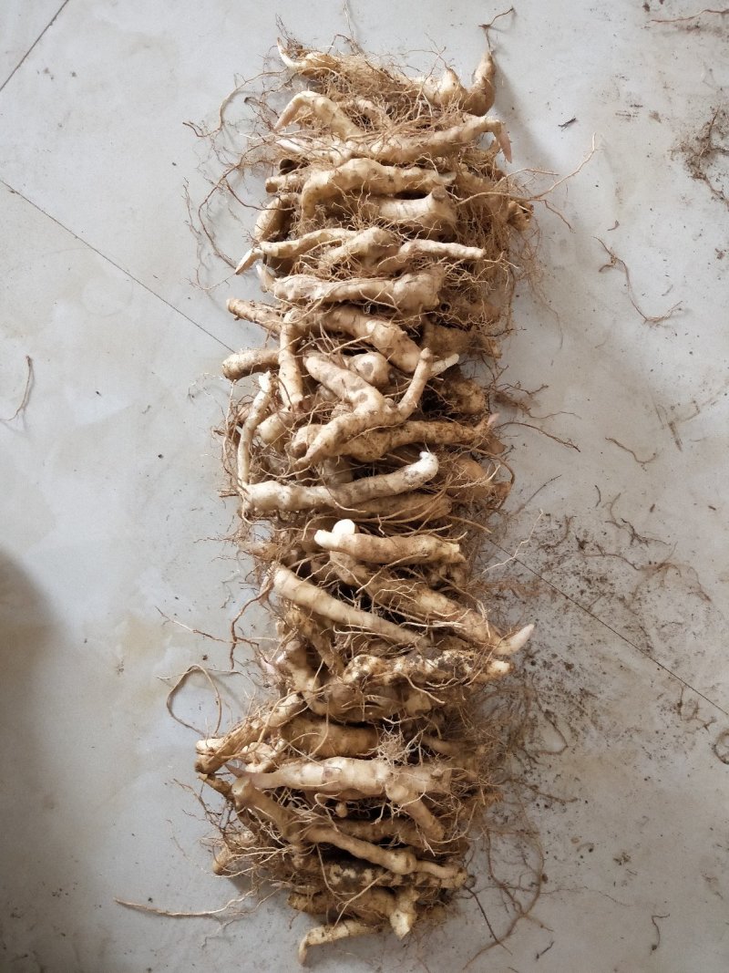 黄精种苗，黄精苗，黄精，一手货源，质量保证