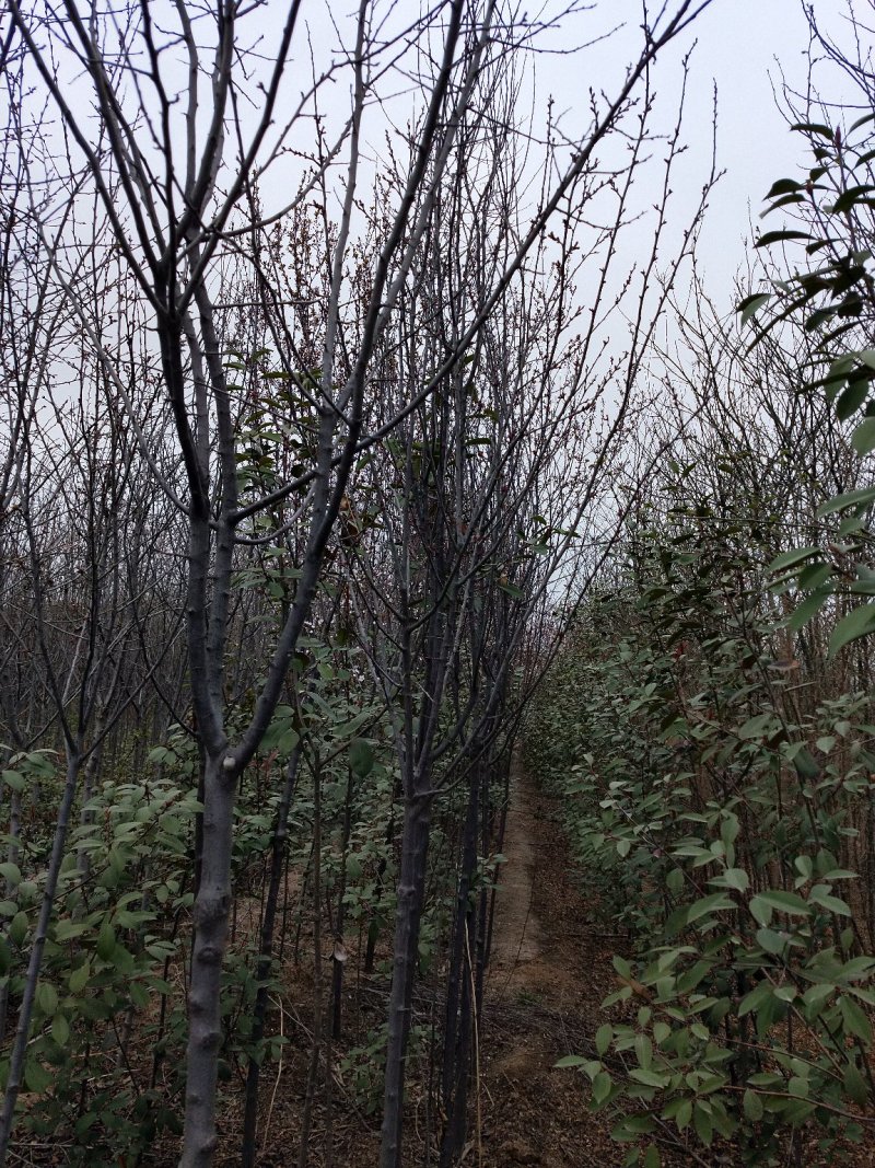 石楠，雪松树