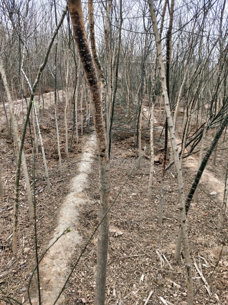 石楠，雪松树