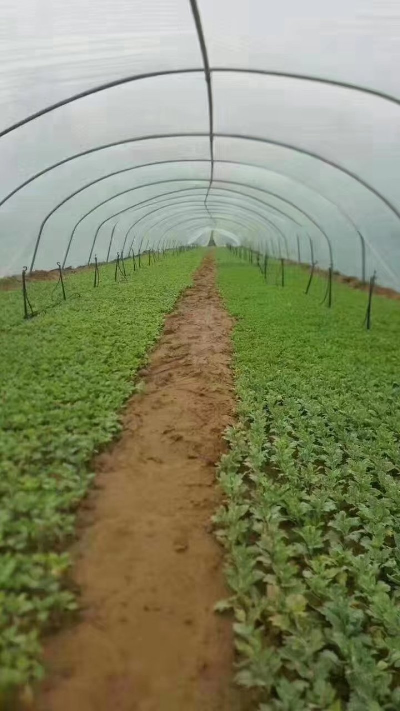 菊花苗