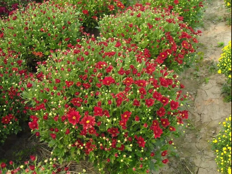菊花苗