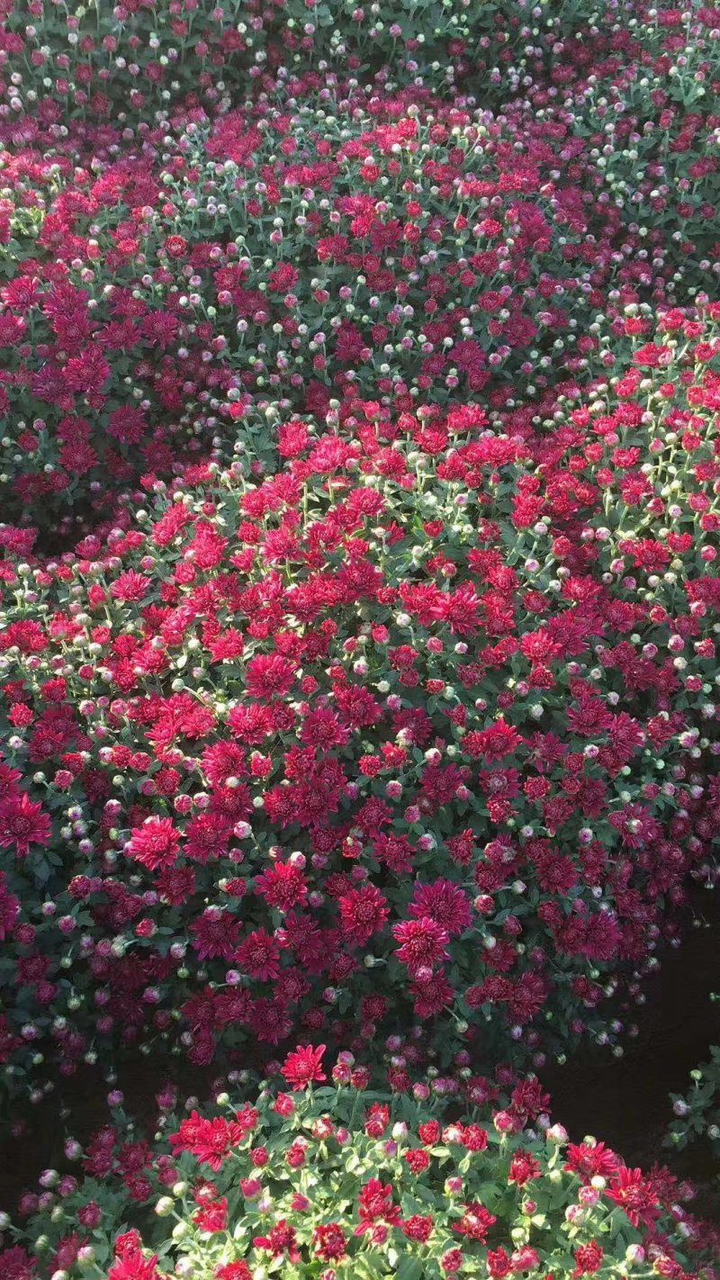 菊花苗