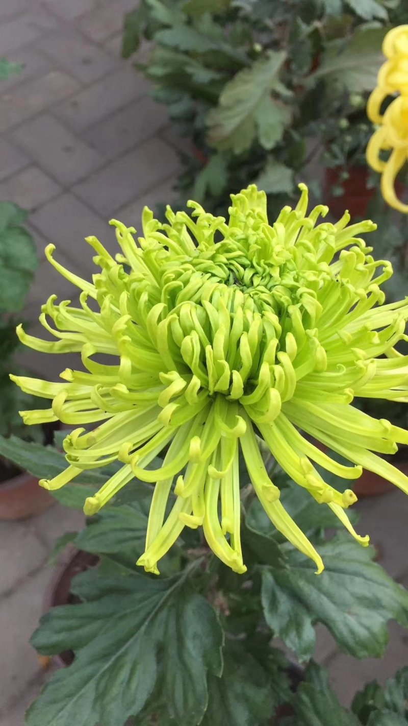 菊花苗