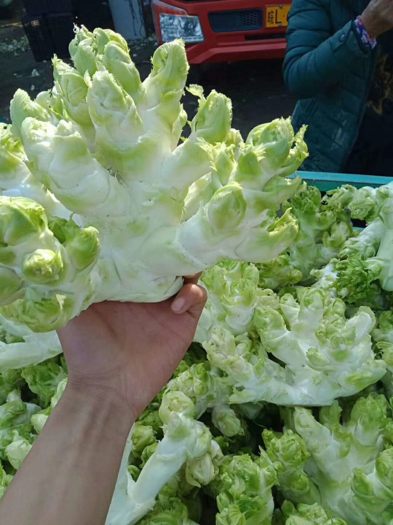 儿菜，需要定单种植的老板请联系