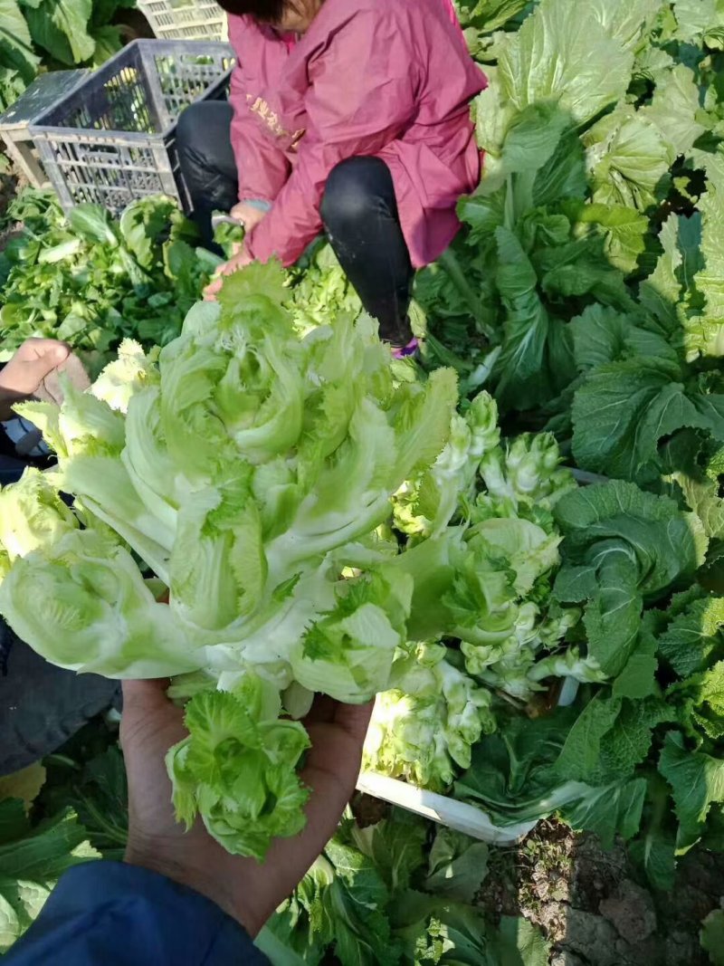 儿菜，需要定单种植的老板请联系