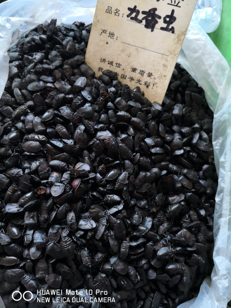 九香虫国产选货纯清水干货1斤起包邮