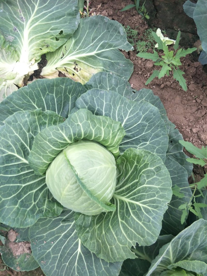 中甘甘蓝，3月底大量上市，品种优良价格合理