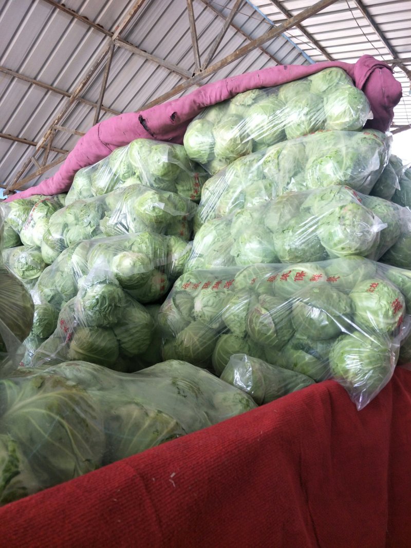 中甘甘蓝，3月底大量上市，品种优良价格合理