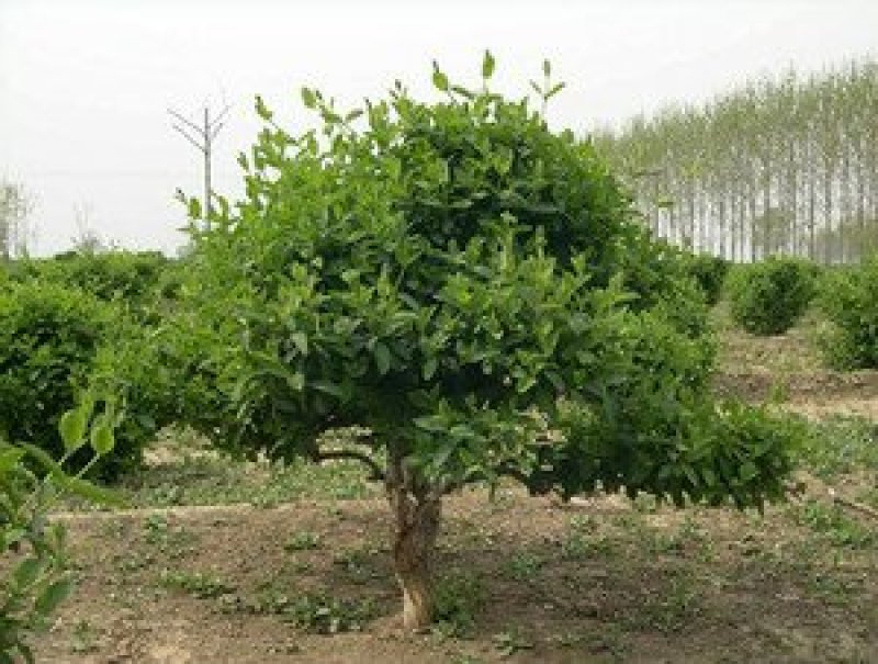 2-15公分的金银花树各种规格齐全6-20元量大量大