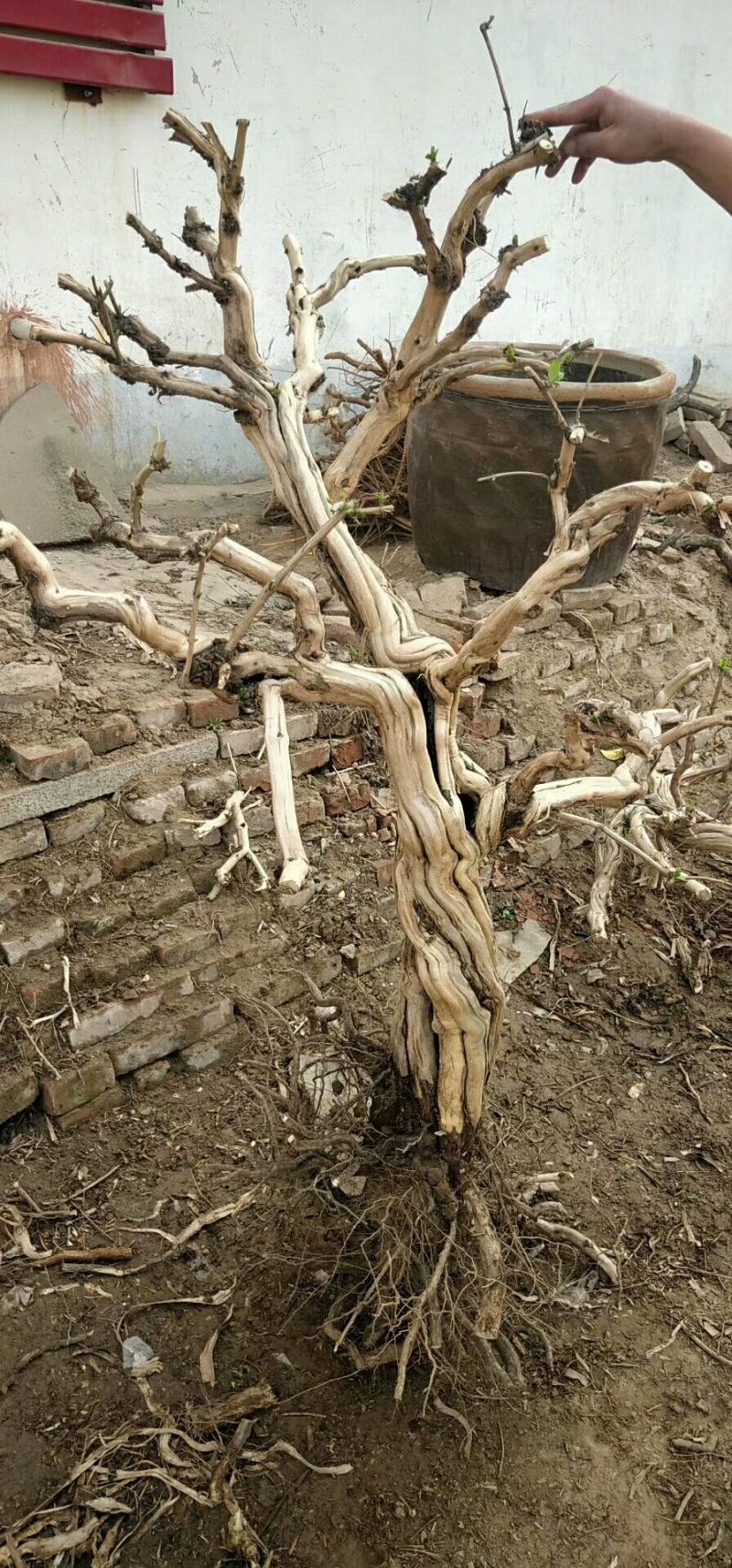 2-15公分的金银花树各种规格齐全6-20元量大量大