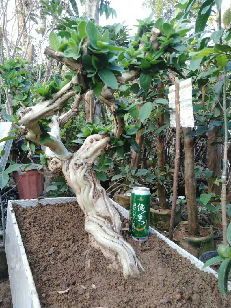 2-15公分的金银花树各种规格齐全6-20元量大量大