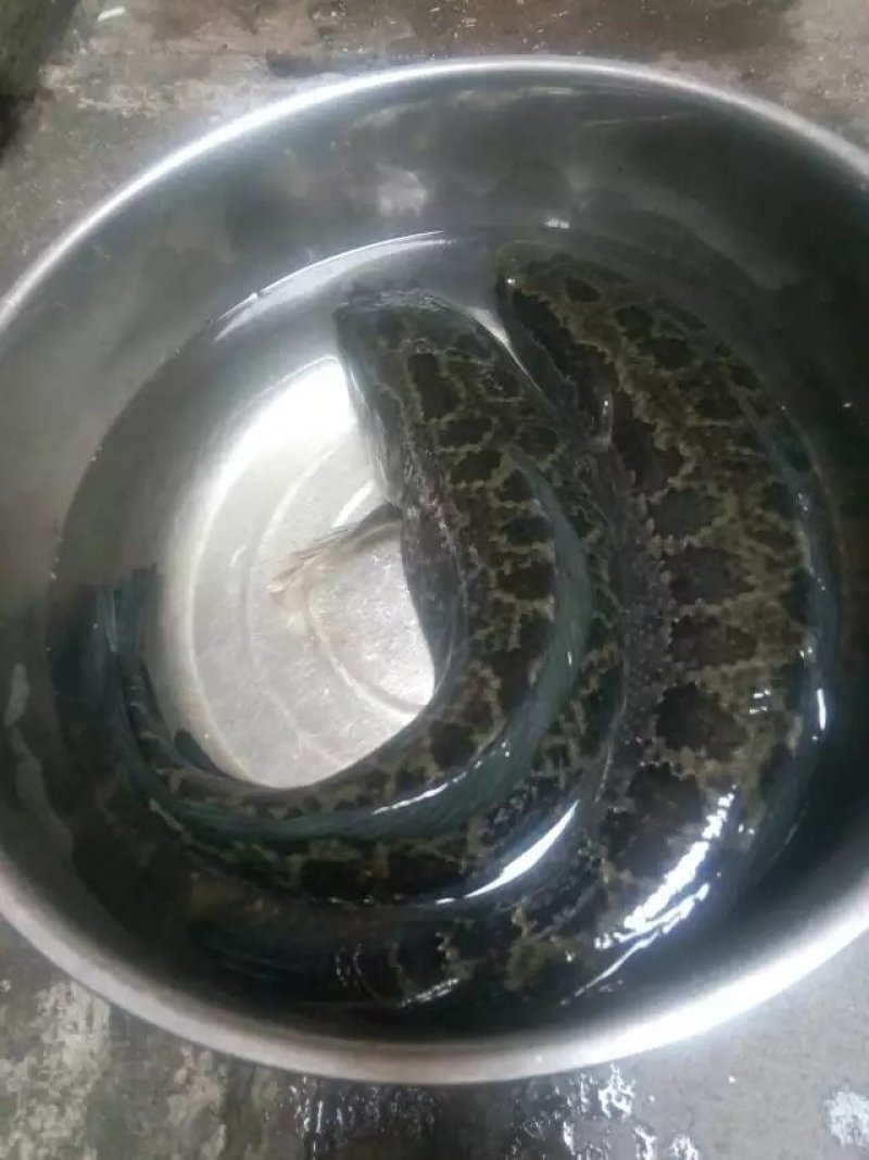 四川省乌鱼苗本黑鱼苗杂交生鱼苗已驯化全吃饲料送货上门