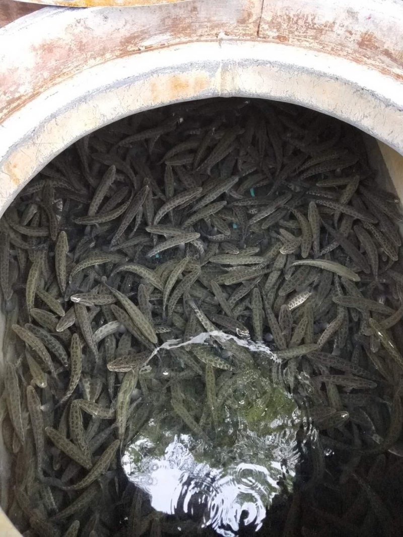 四川省乌鱼苗本黑鱼苗杂交生鱼苗已驯化全吃饲料送货上门