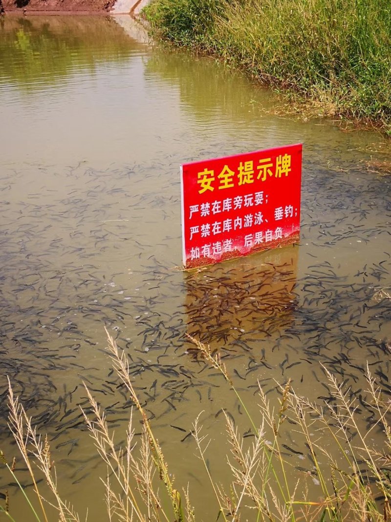 四川省乌鱼苗本黑鱼苗杂交生鱼苗已驯化全吃饲料送货上门
