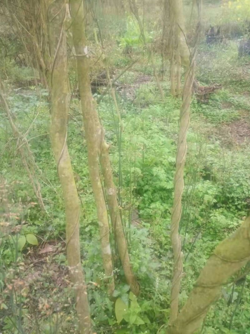 3至5紫薇处理