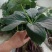 重楼苗保证成活率免费提供种植资料