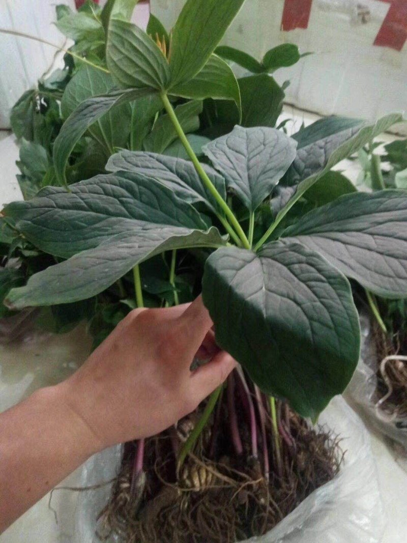 重楼苗保证成活率免费提供种植资料
