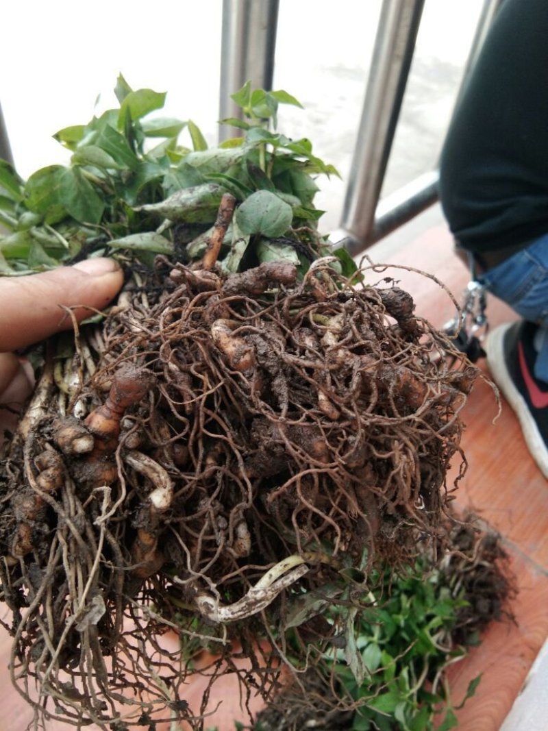 重楼苗保证成活率免费提供种植资料