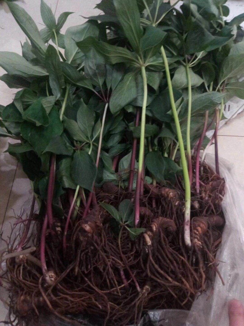 重楼苗保证成活率免费提供种植资料
