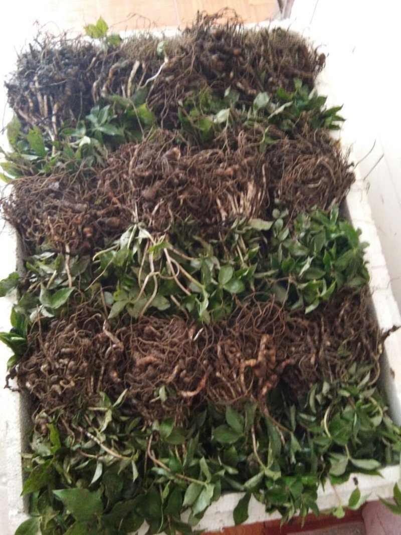 重楼苗保证成活率免费提供种植资料
