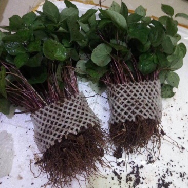 重楼苗保证成活率免费提供种植资料