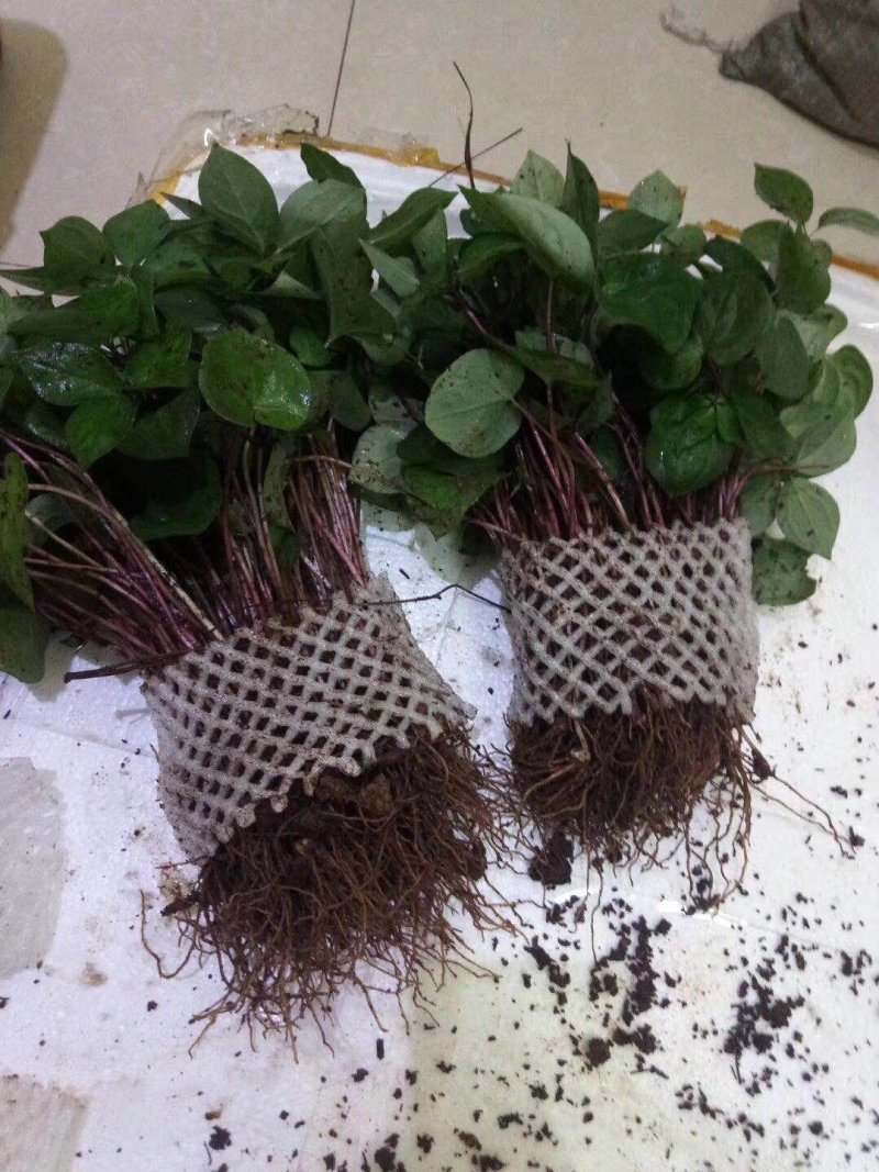 重楼苗保证成活率免费提供种植资料
