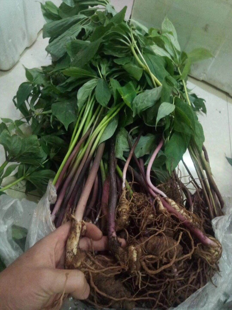 重楼苗保证成活率免费提供种植资料
