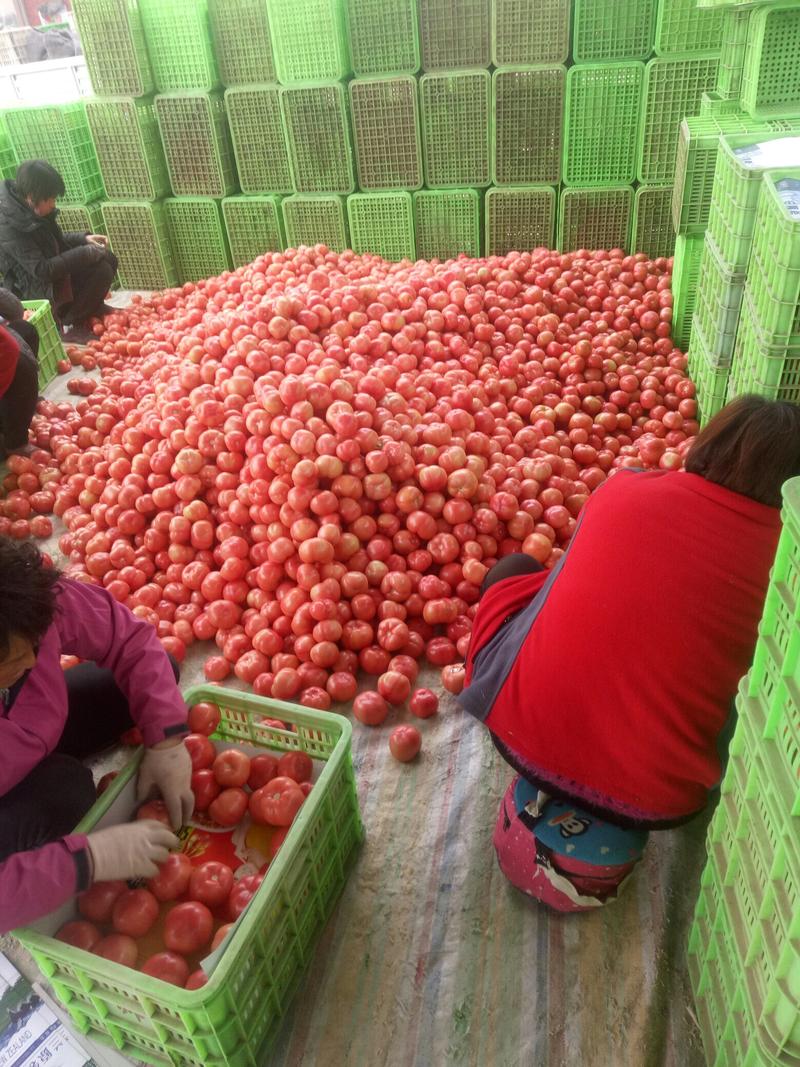 河南西红柿，产地直供一手货源批发，电商美团一键代发